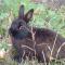 černý králík si pochutnává na českém rohlíku