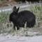 černý králík měl na trati svoje občerstvení